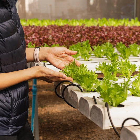 Hydroponics, plant maintenance in Canada