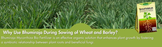 Why Use Bhumiraja During Sowing of Wheat and Barley