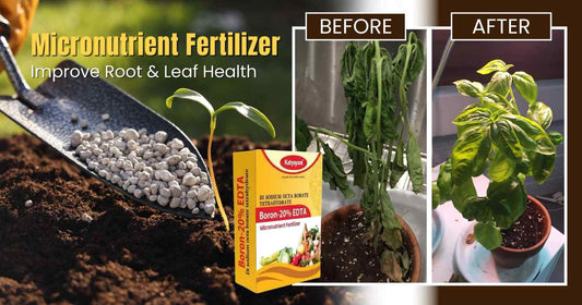 Boron Deficiency