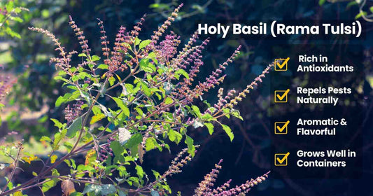 Rama Tulsi