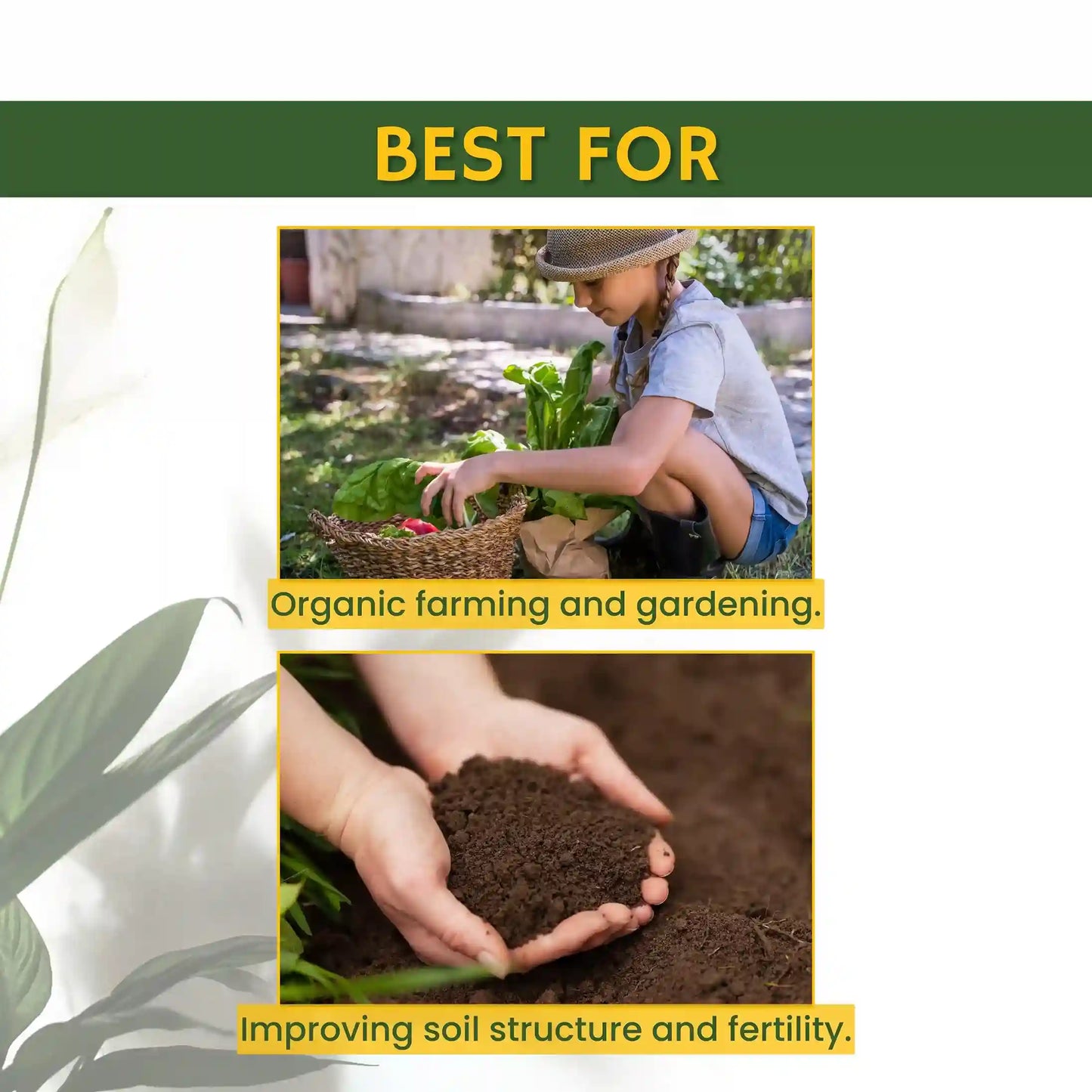 Green garden vibes bio npk consortia fertilizer
Best quality bio npk consortia fertilizer
