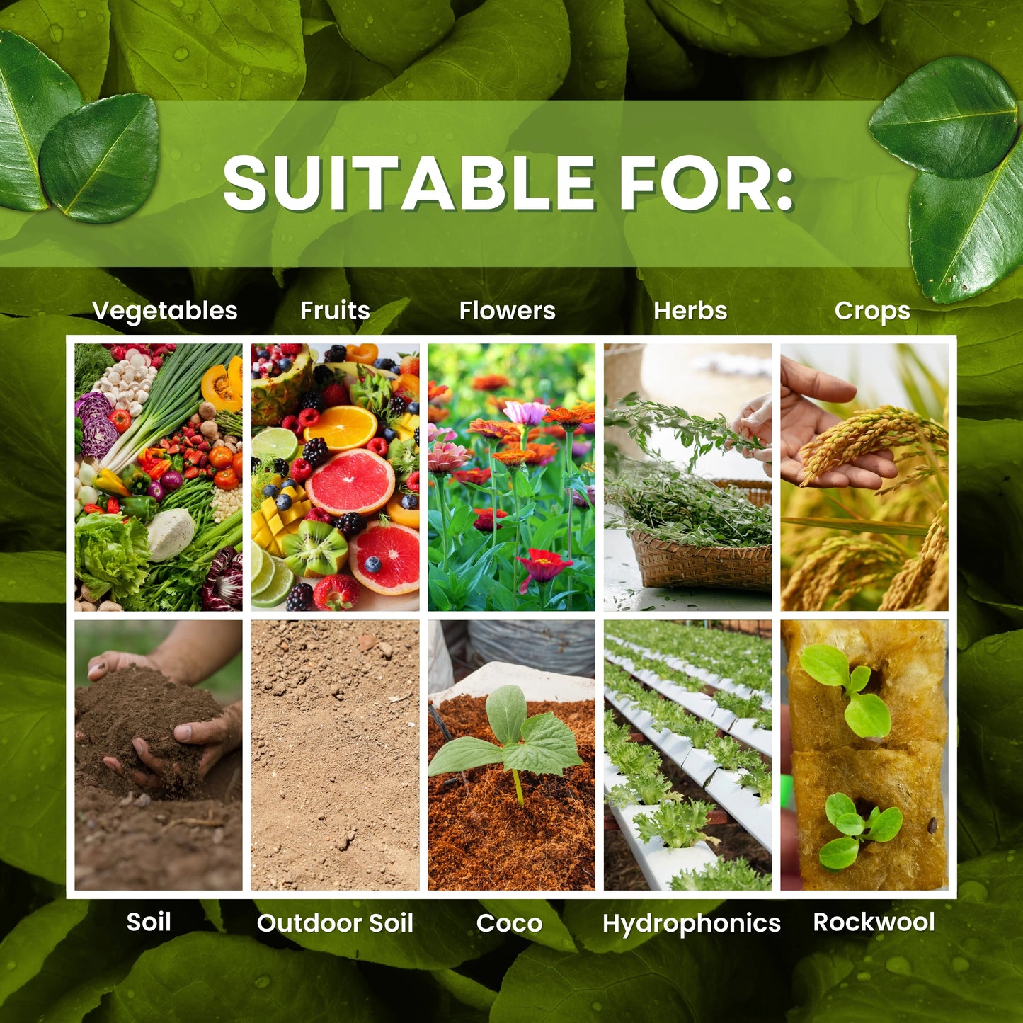 Green garden vibes 20 20 20 fertilizer and seaweed extract
Best quality 20 20 20 fertilizer and seaweed extract