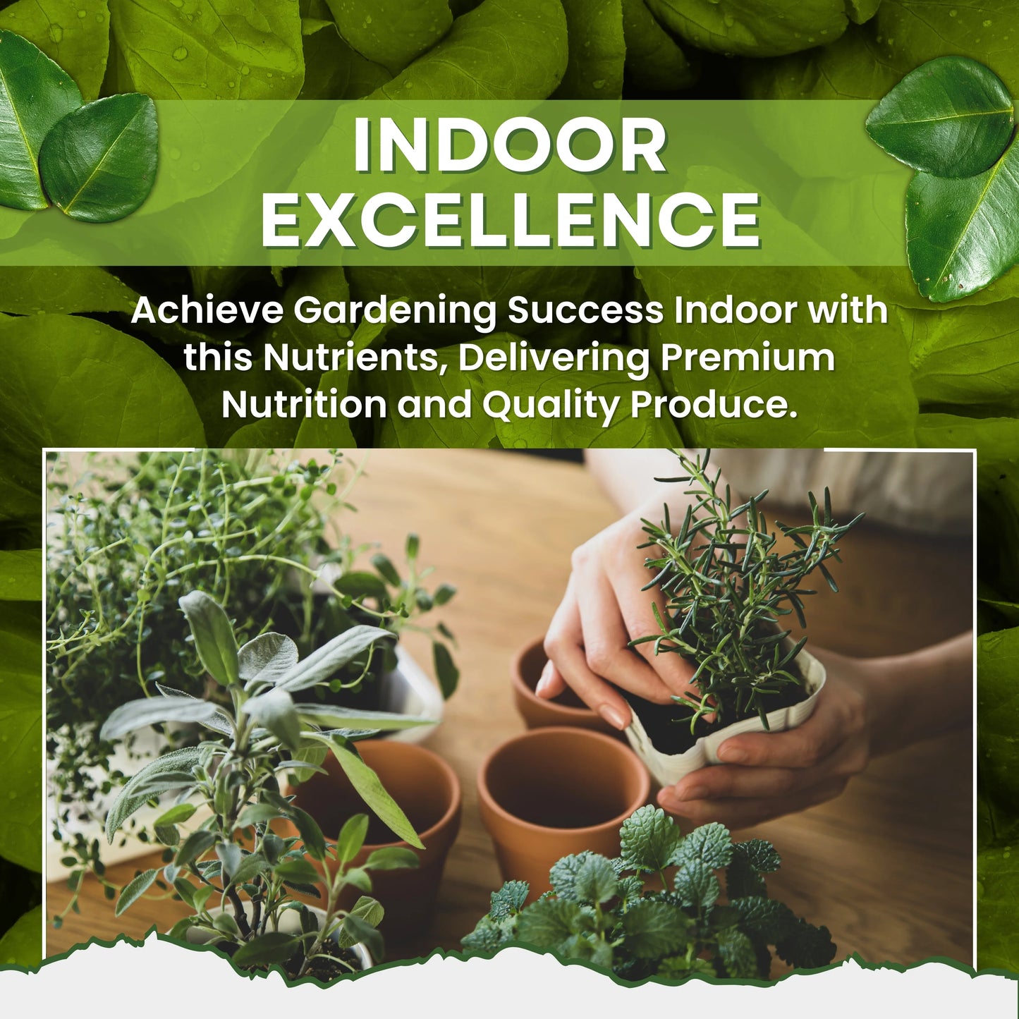 Green garden vibes 20 20 20 fertilizer and seaweed extract
Best quality 20 20 20 fertilizer and seaweed extract