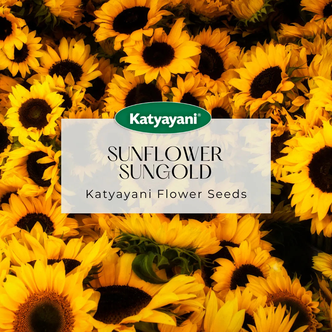 GGV Sunflower Sungold Flowering Seeds