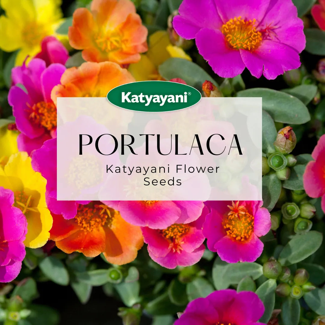 GGV Portulaca Mix Flowering Seeds
