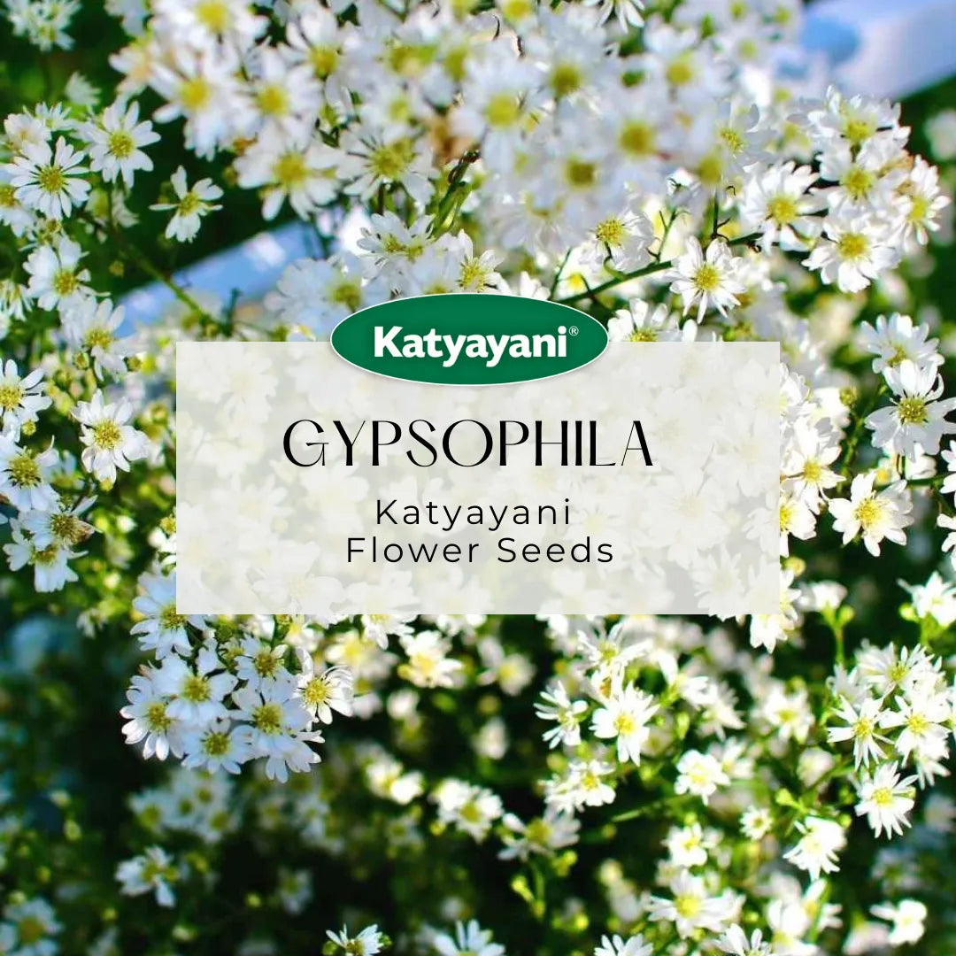 GGV Gypsophila Flowering Seeds