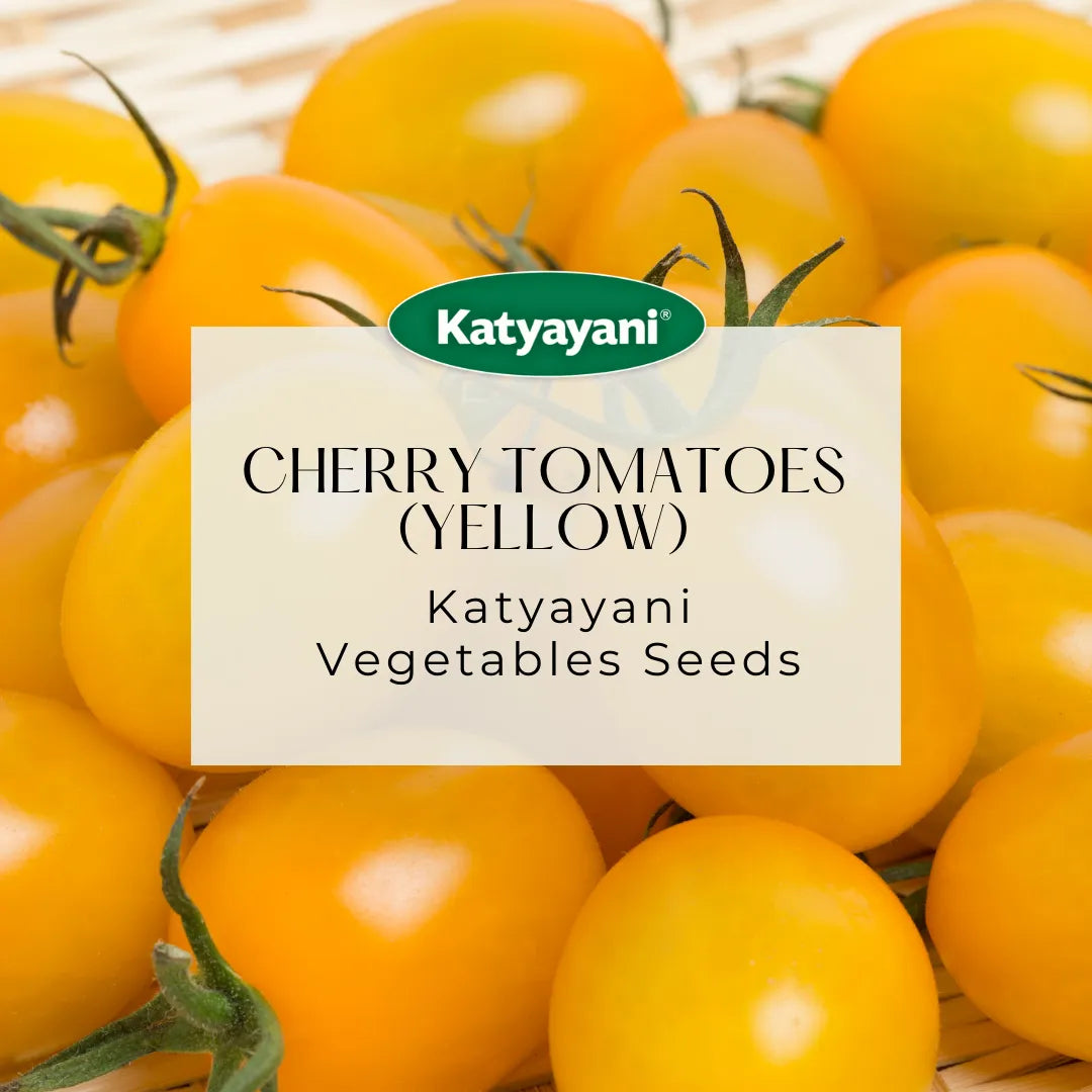GGV Cherry tomatoes(yellow) Vegetable Seeds