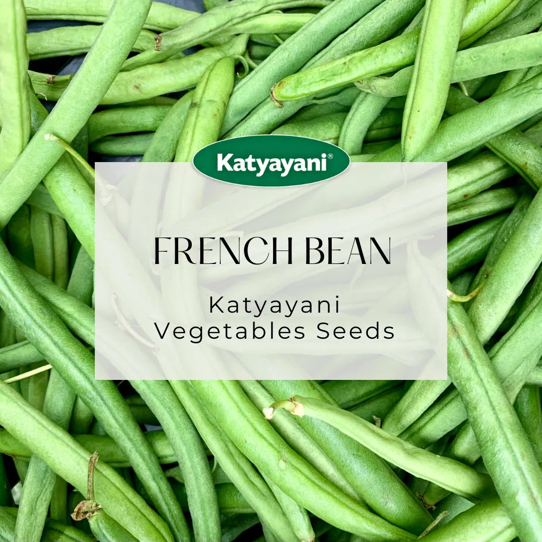 GGV French Bean Seeds