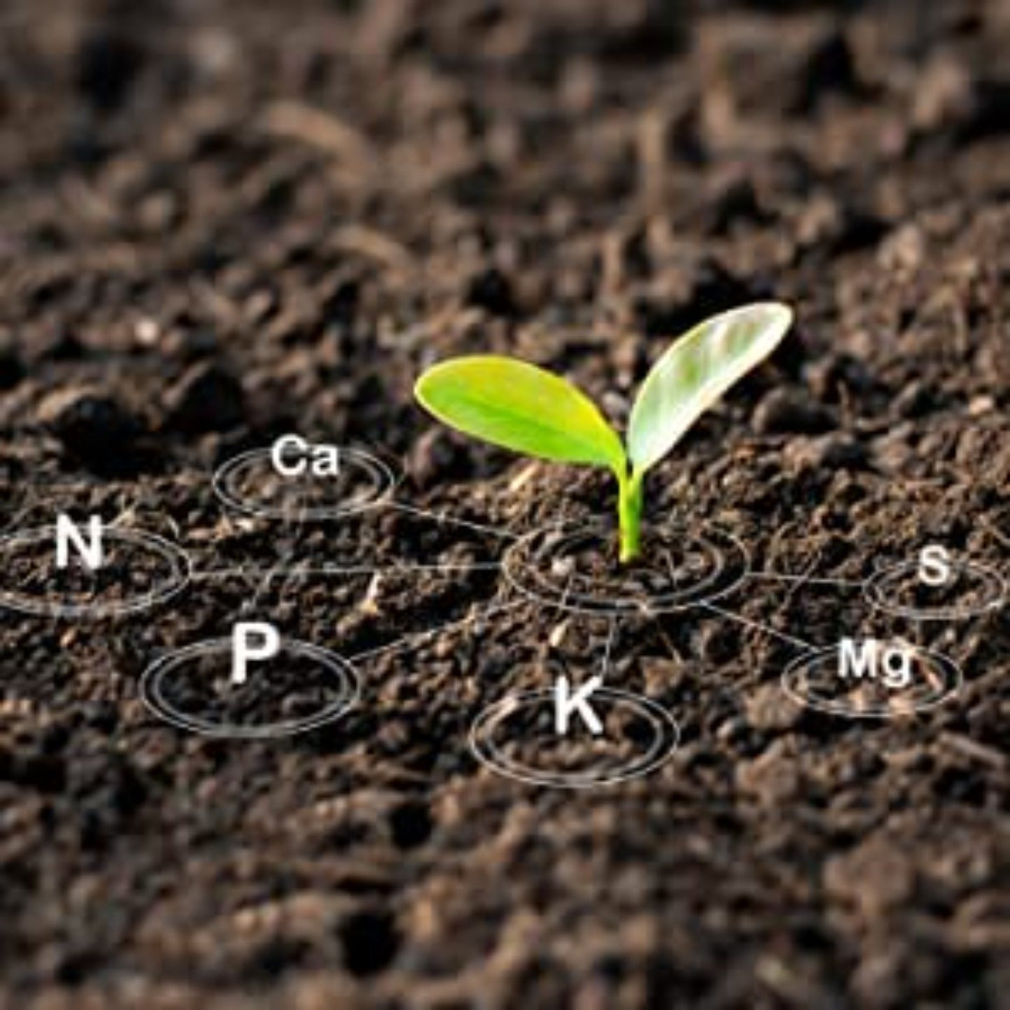 GGV NPK 19 19 19 Plant Food Fertilizer with Booster for Plants & Home Garden Katyayani Organics