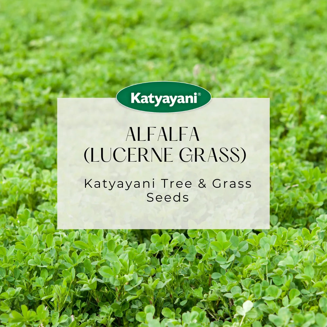 GGV Alfalfa (Lucerne grass) Tree and Grass Seeds