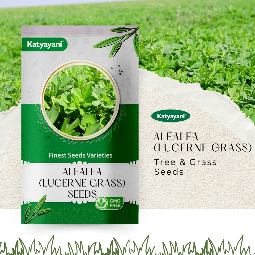 GGV Alfalfa (Lucerne grass) Tree and Grass Seeds