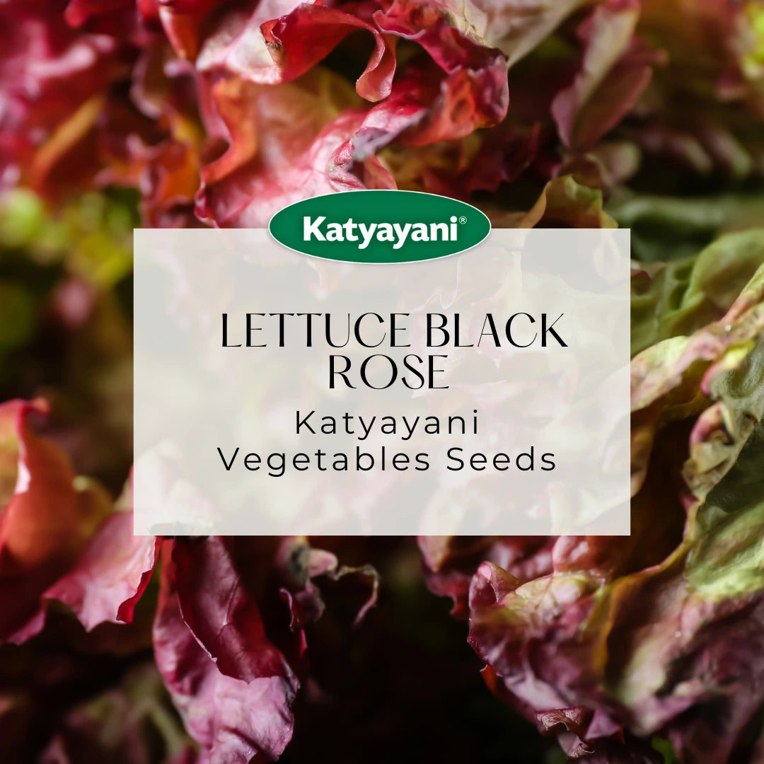 GGV Lettuce Black Rose Vegetable Seeds
