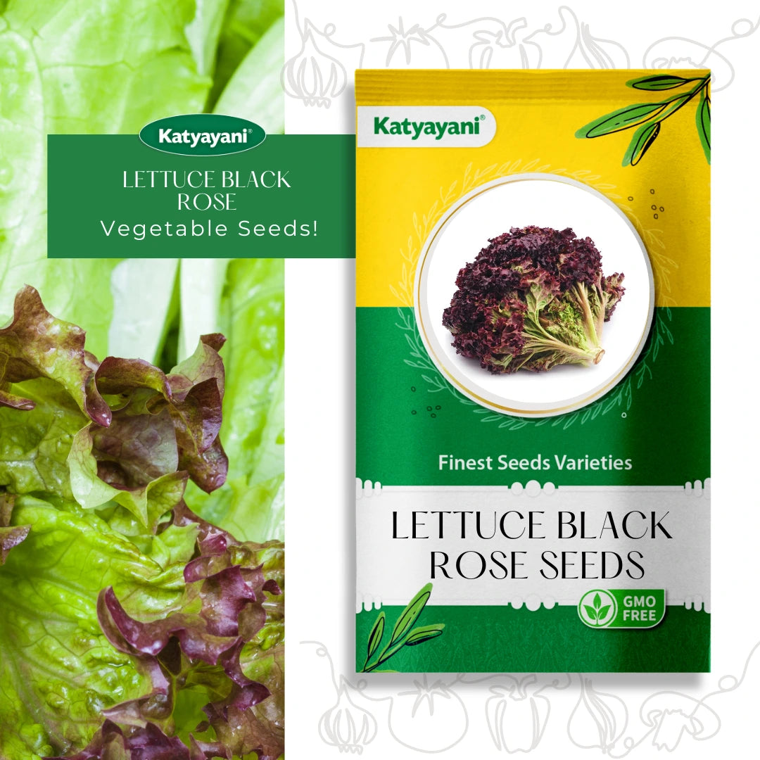 GGV Lettuce Black Rose Vegetable Seeds