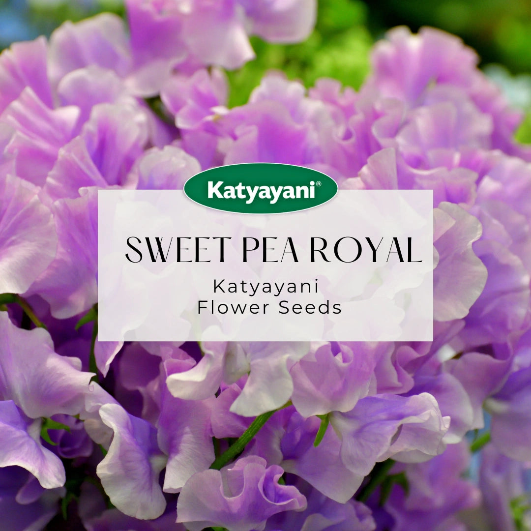 GGV Sweet Pea Royal Mix Flowering Seeds