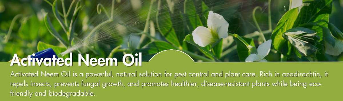 Neem Oil