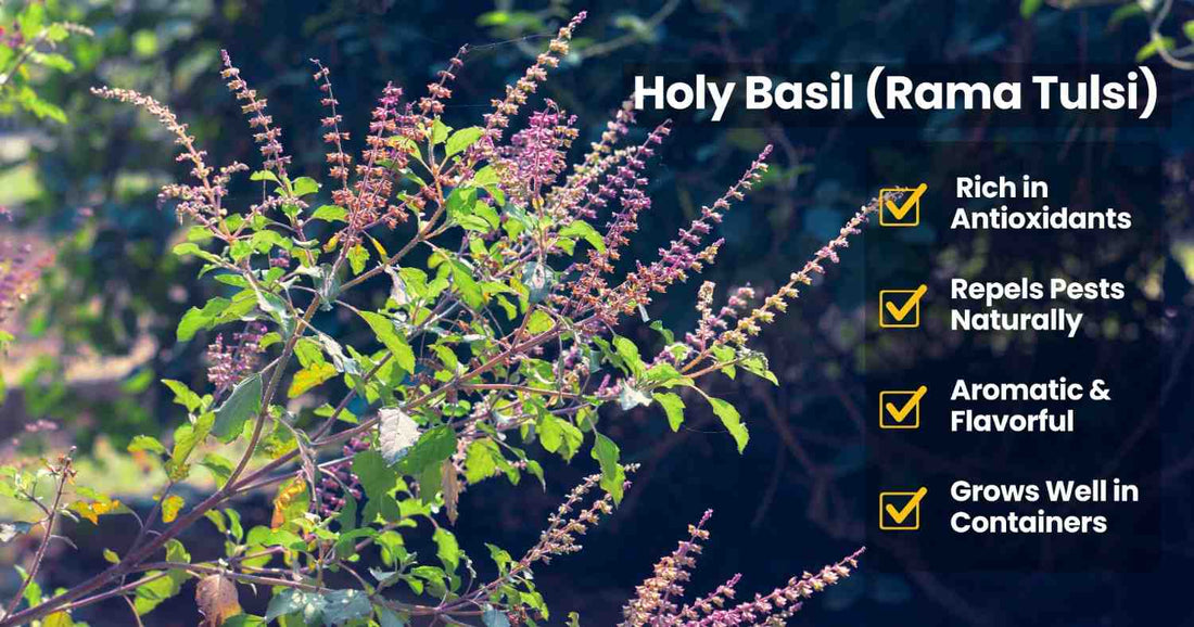 Rama Tulsi