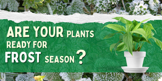 Gardening in the Cold: Frost Care Tips Every Canadian Needs to Know