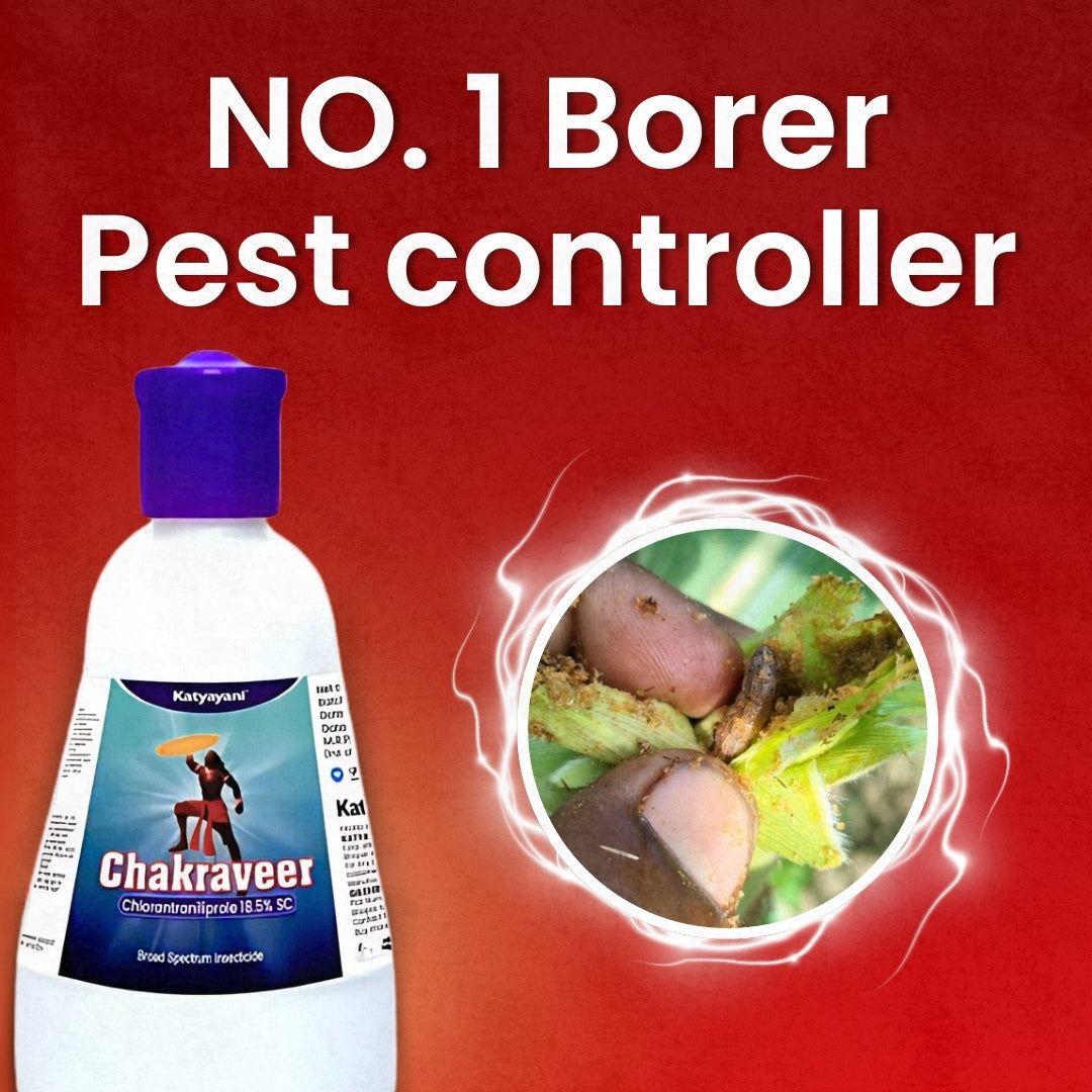 GGV Katyayani Chakraveer – Buy 1, Get 2 Free GGV canada