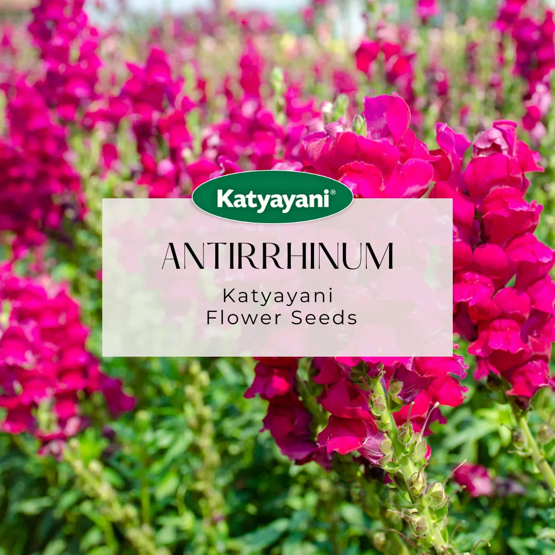 Antirrhinum Flowering Seeds