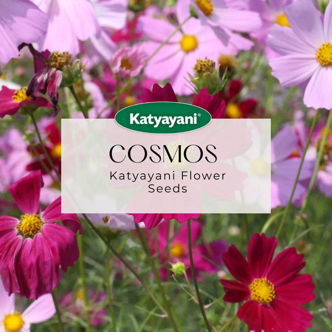 Cosmos Sulphureus Flowering Seeds