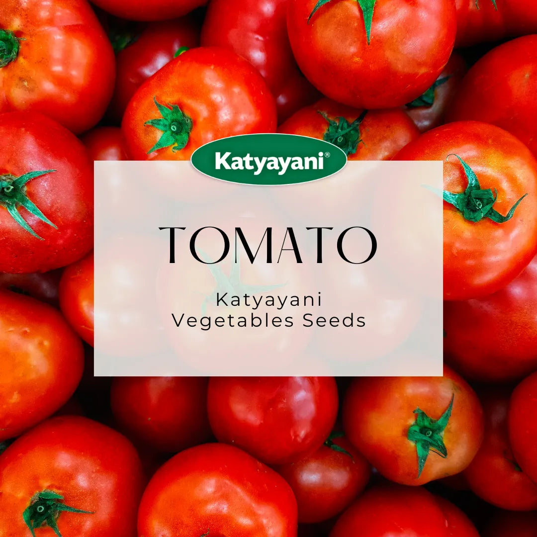 Tomato Vegetable Seed