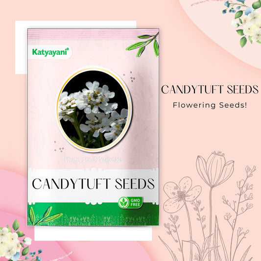 Candytuft Flowering Seeds