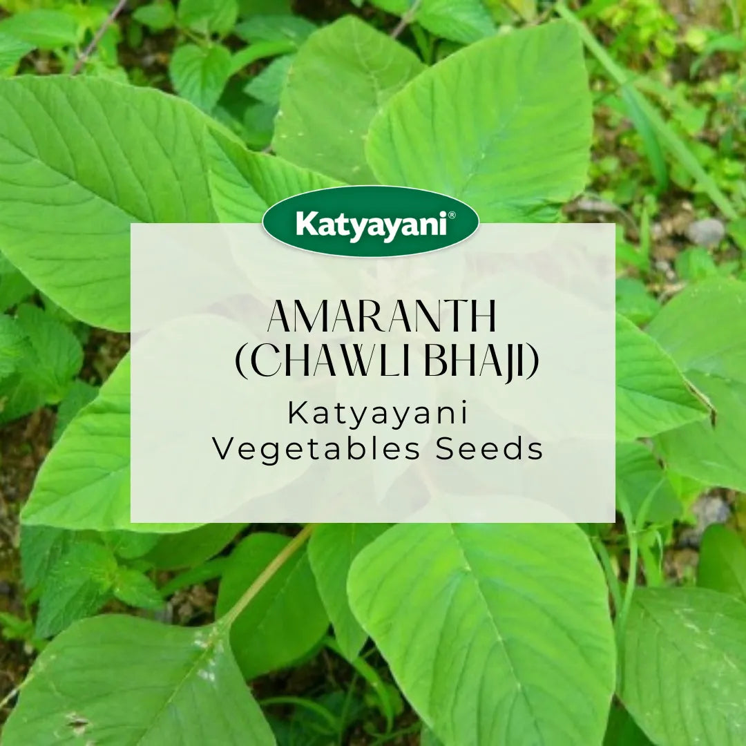 Amaranth (Chawli Bhaji) Vegetable seeds