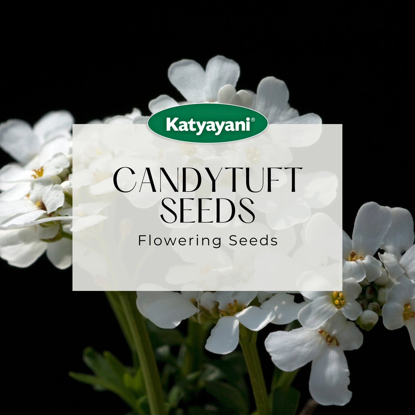 Candytuft Flowering Seeds