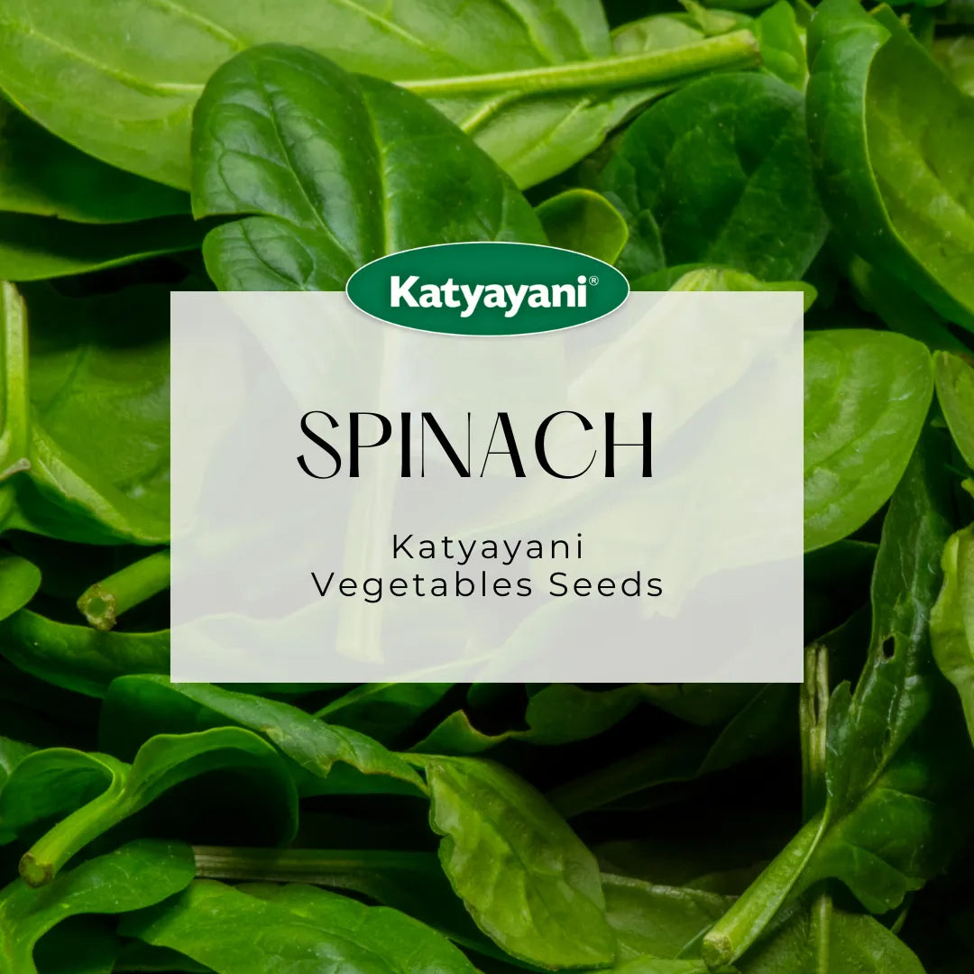 Spinach (Palak) Microgreen Seeds