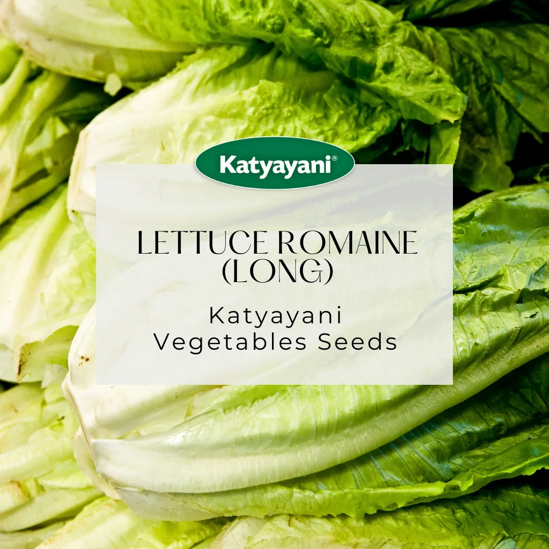 Lettuce Romaine (long) Vegetable Seeds