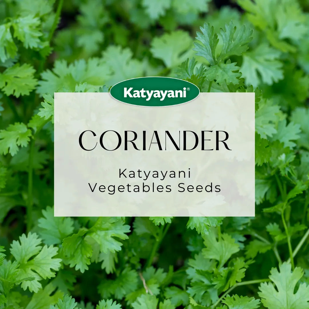 Coriander Vegetable seeds