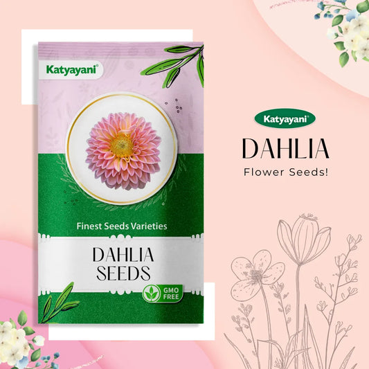 Dahlia Flowering Seeds