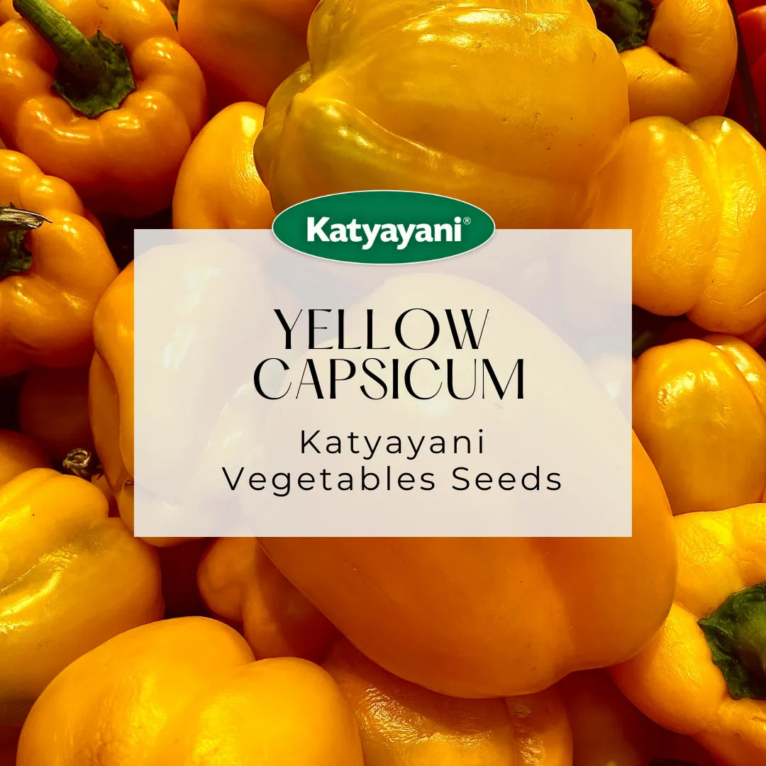 Yellow Capsicum Seeds