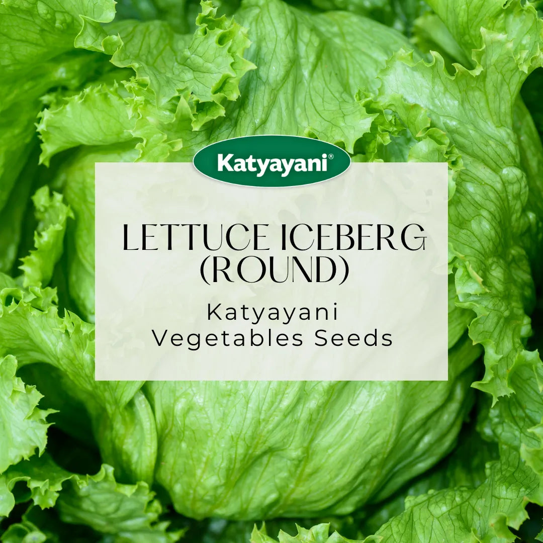 Lettuce Iceberg (round) Vegetable Seeds