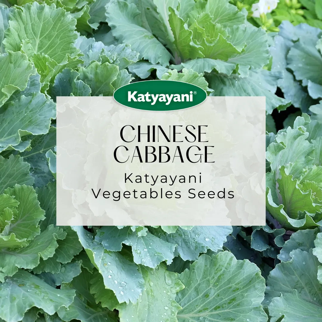 Chinese Cabbage Vegetable Seeds