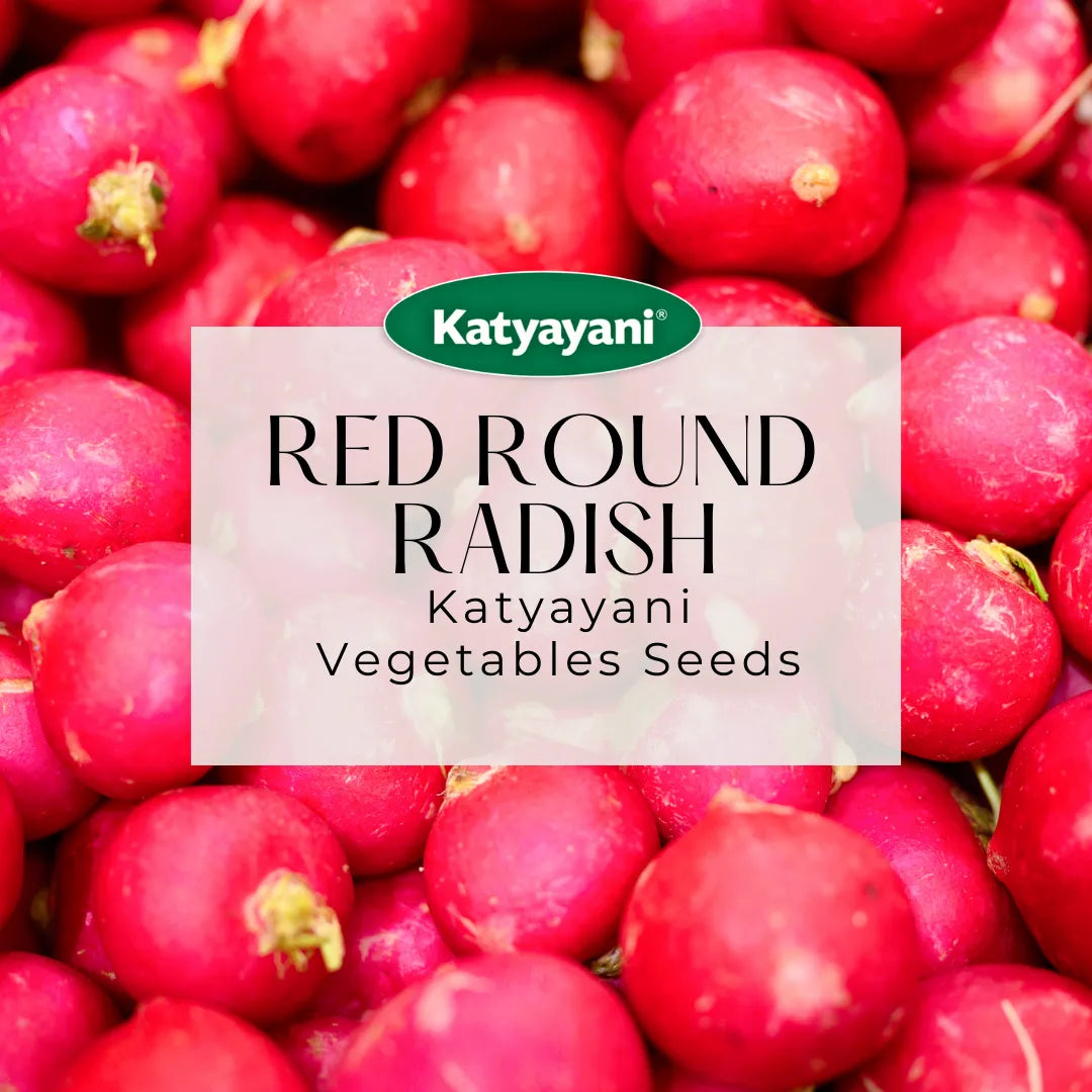 Red Round Radish Vegetable seeds