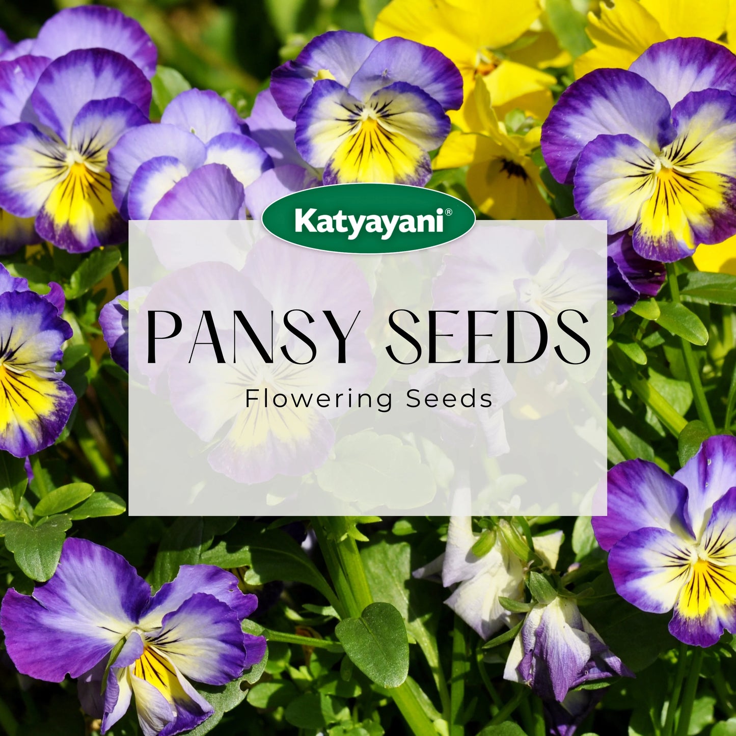 Pansy Swiss Giant Mix Flowering Seeds