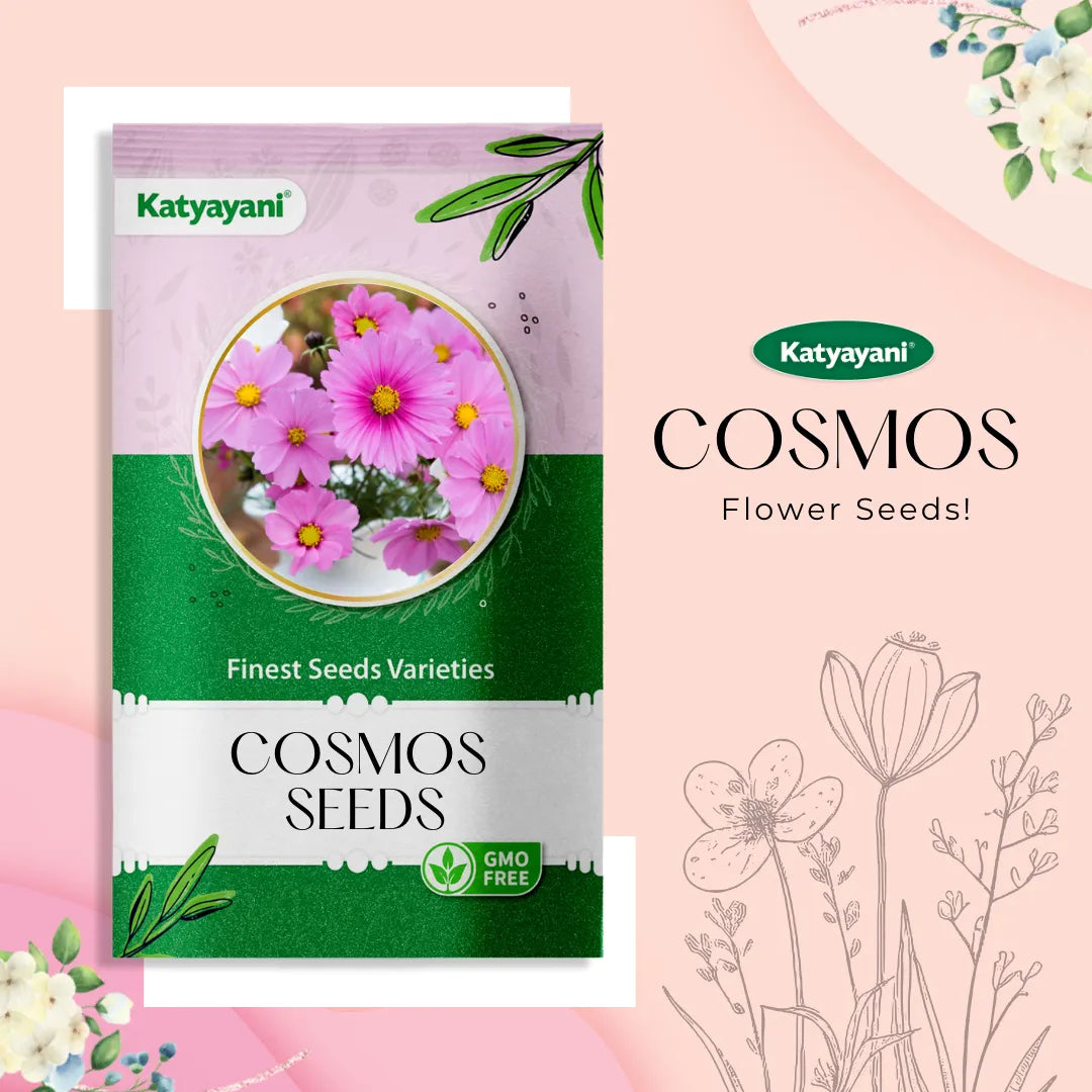 Cosmos Sulphureus Flowering Seeds