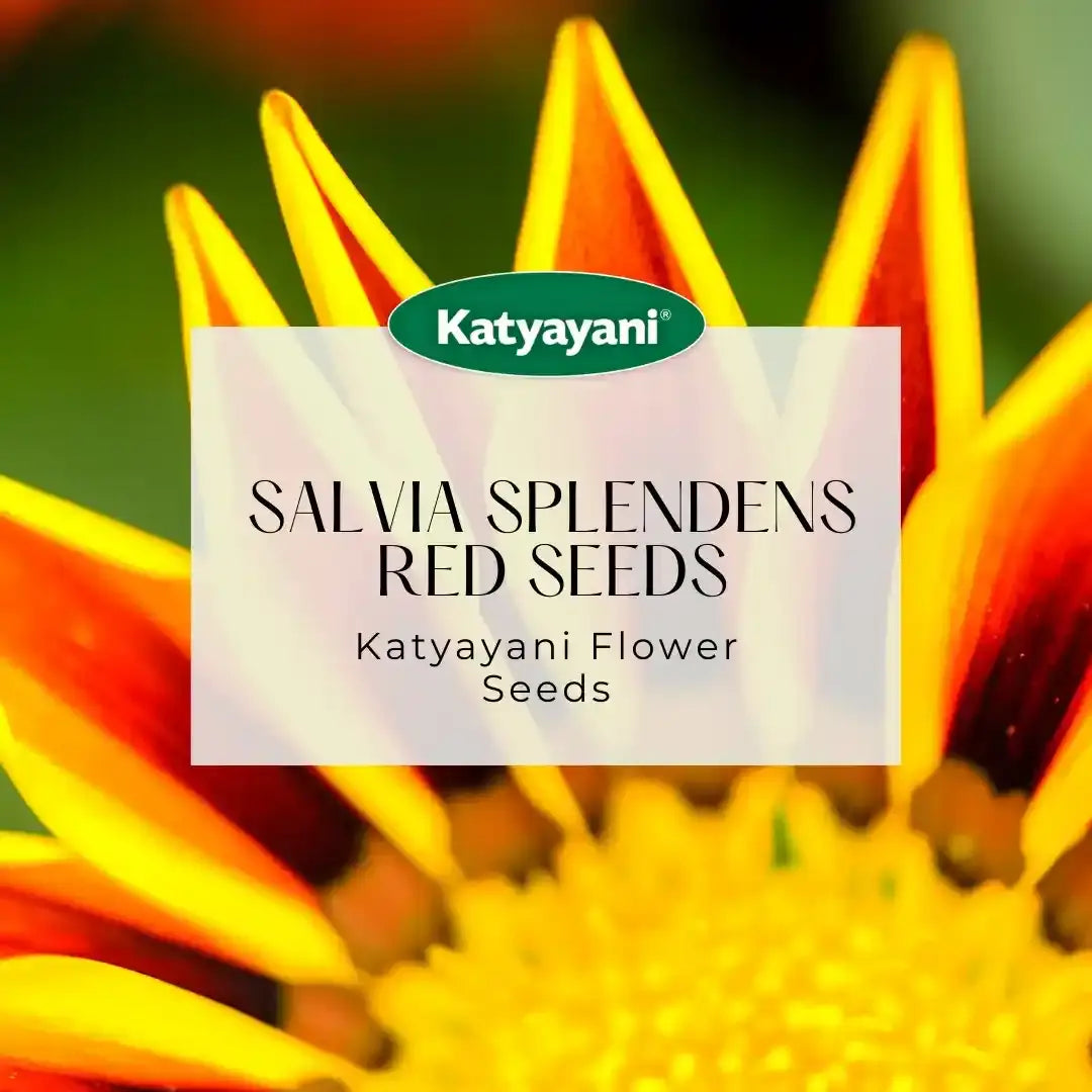 Gazania New Day White Flowering Seeds