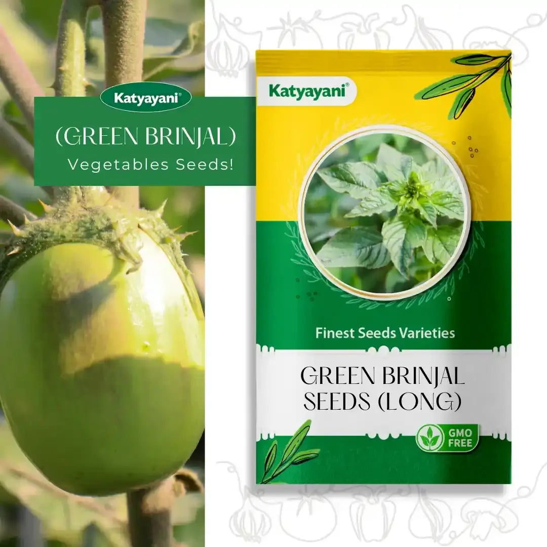 Green Brinjal (Long) Vegetable seeds