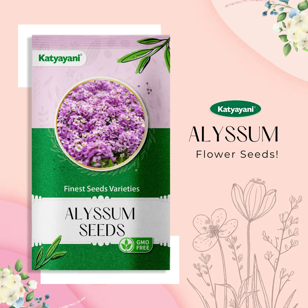 Alyssum Flowering Seeds