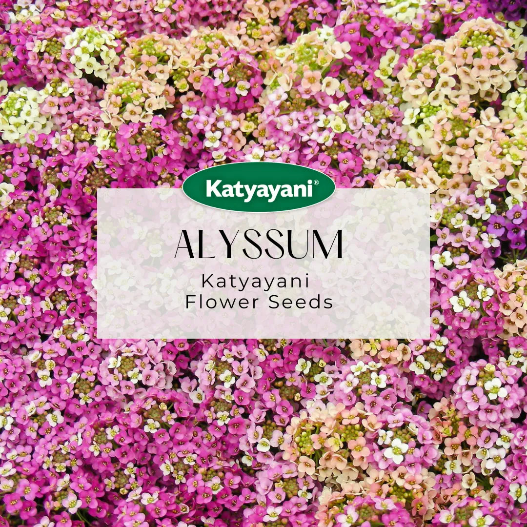 Alyssum Flowering Seeds