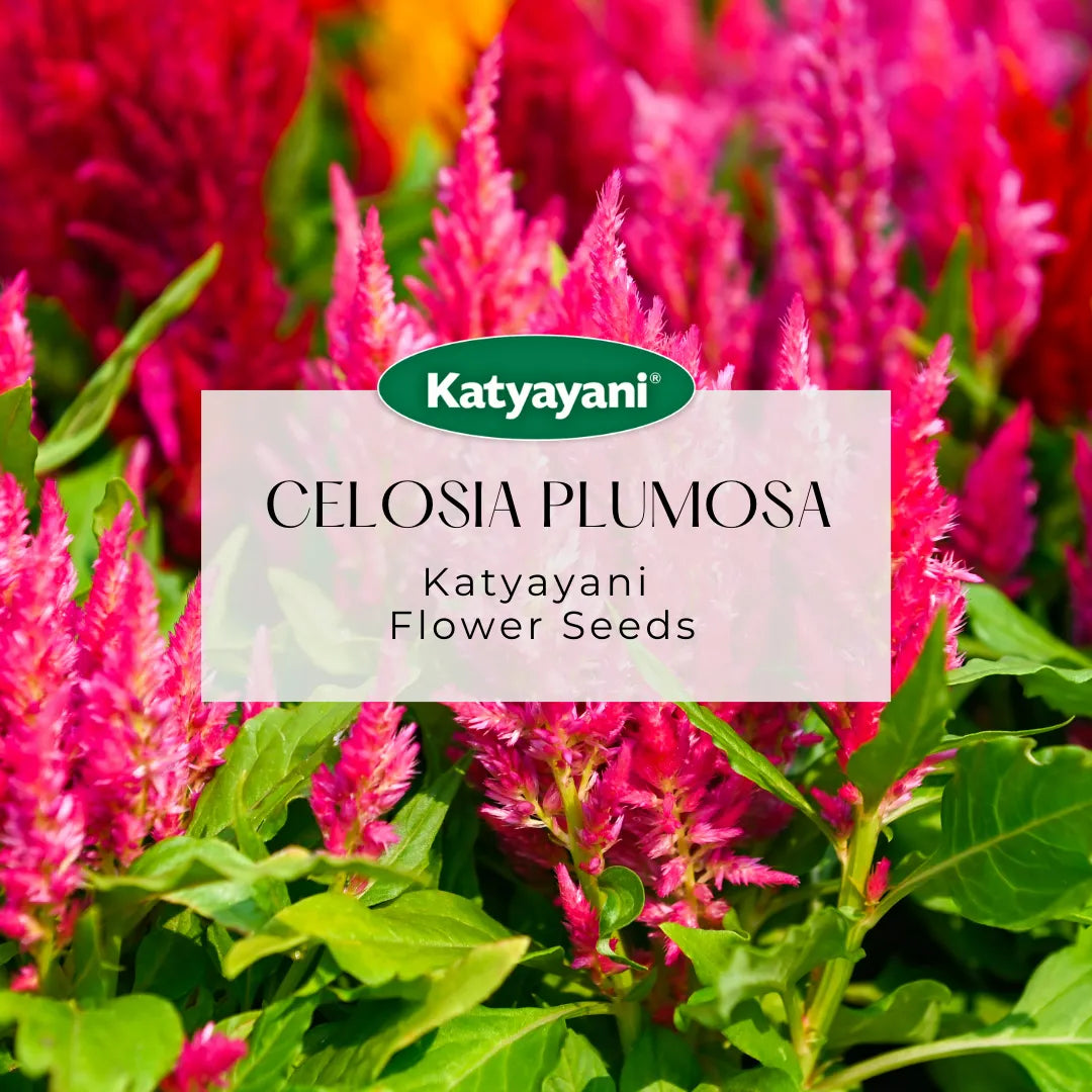 Celosia Plumosa Flowering Seed